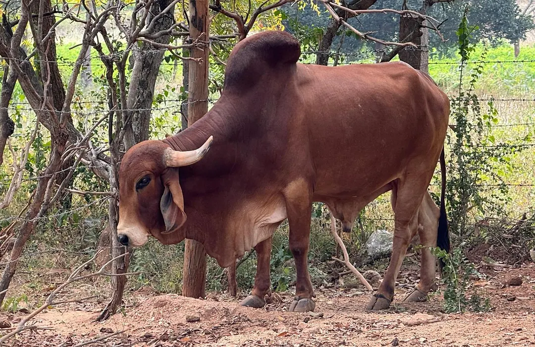 Chikoo Farm Inn-1