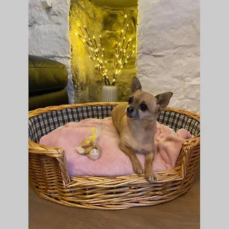 The Nest - St Ives-2