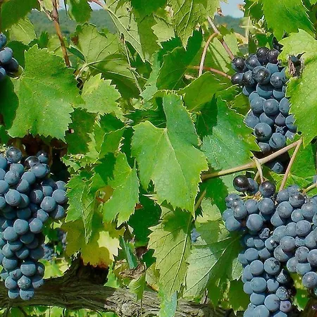 Podere Montese Country House-3