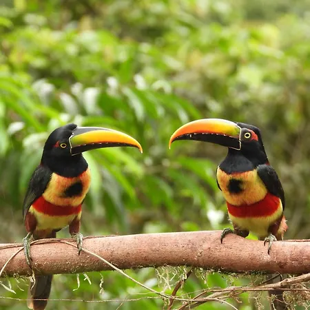 Esquipulas Rainforest-3