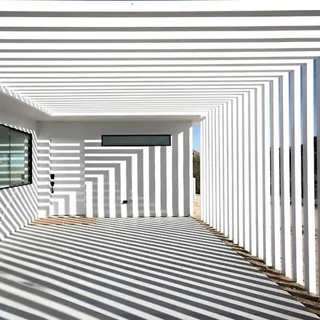 Zebra Shadow By The Cohost Company-2