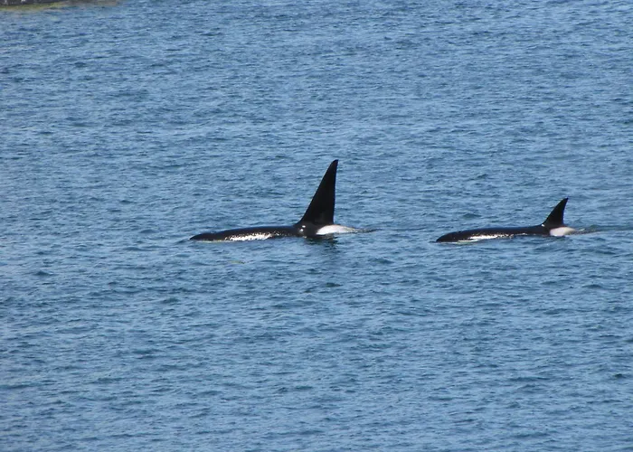 Himwitsa Lodge Tofino