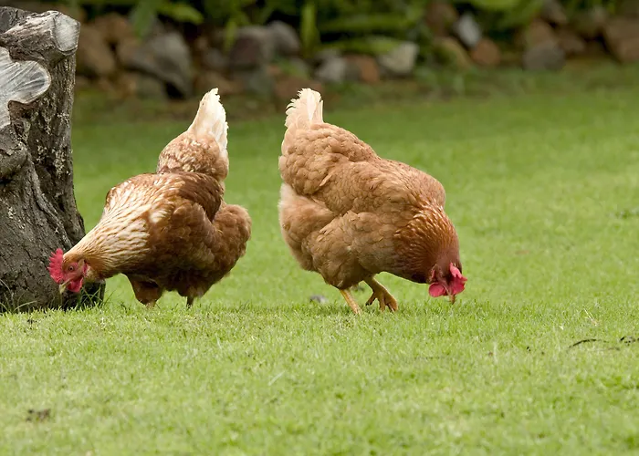 Peppermint Brook Cottages Margaret River