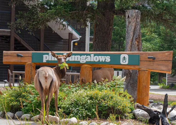 Pine Bungalows Jasper