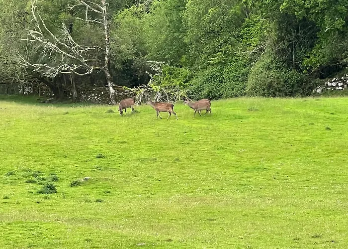 Muckross Riding Stables Killarney